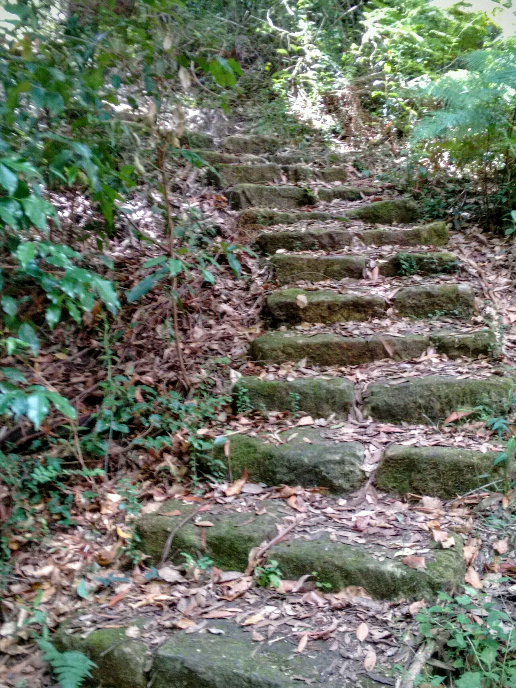 photograph of a stone staircase on a forest trail. The steps curve away upwards and are strewn with fallen leaves